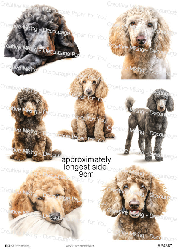 Standard Poodle