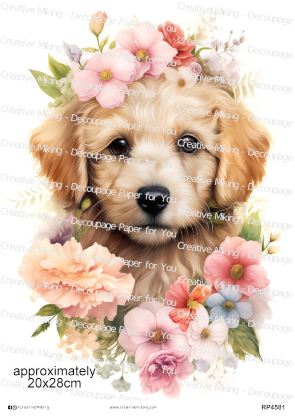 Goldendoodle