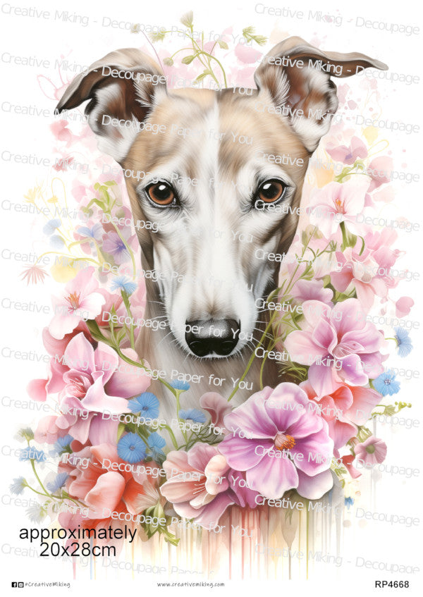 Whippet