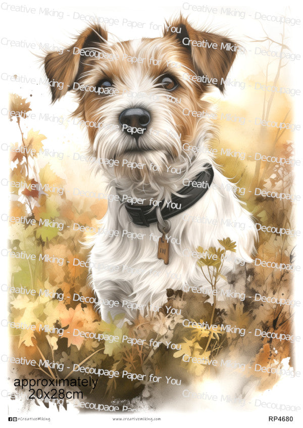 Jack Russell Collection