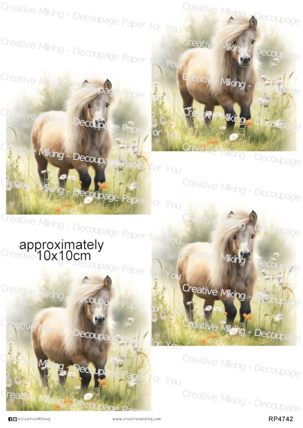 Shetland Pony