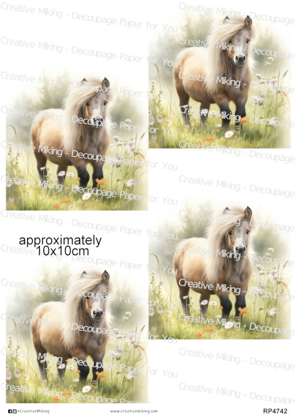 Shetland Pony