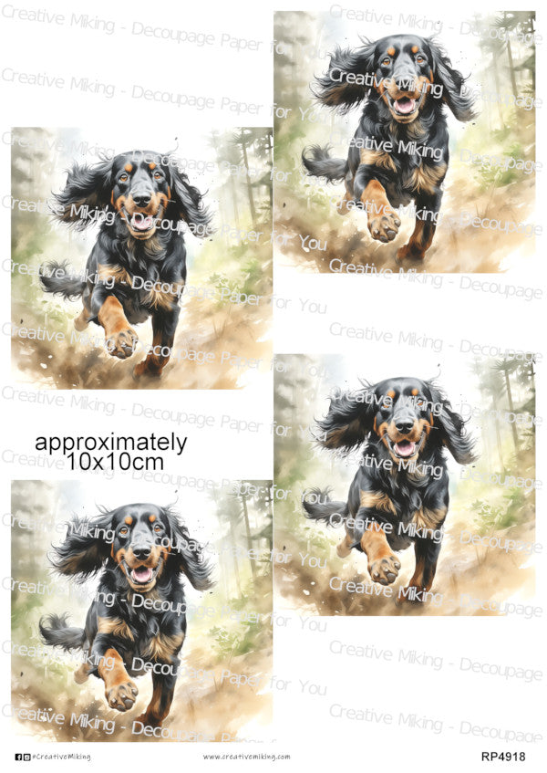 Gordon Setter