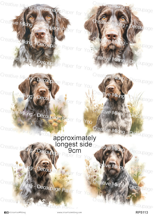 German Wirehaired Pointer