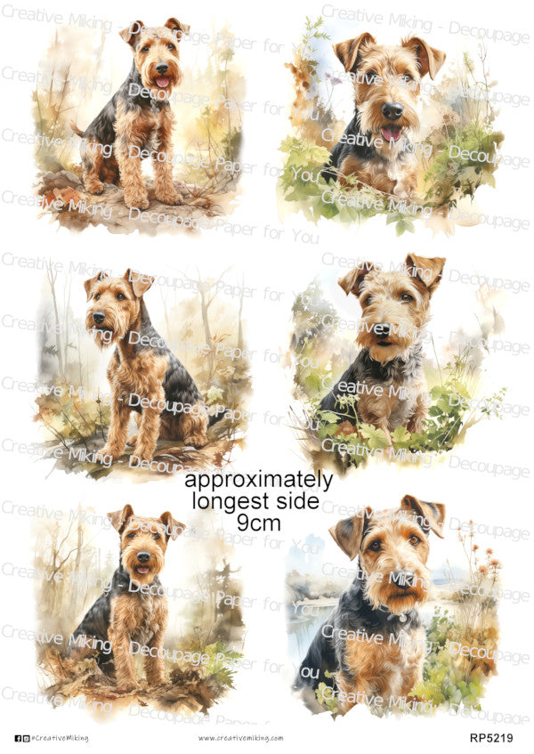 Welsh Terrier