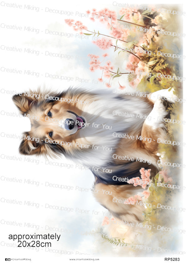 Shetland Sheepdog, Sheltie