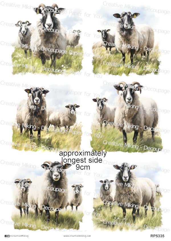 Lanark Sheep