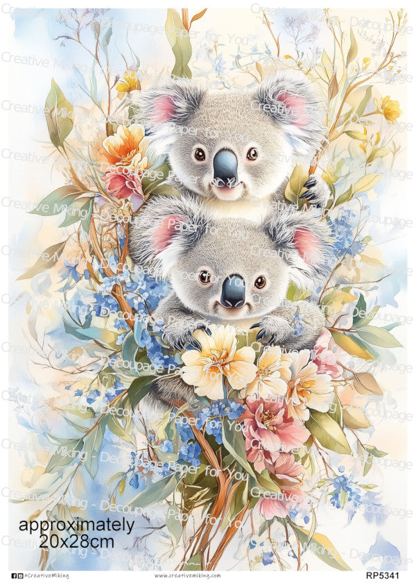 Koalas Collection