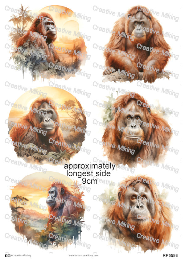 Orangutans Collection