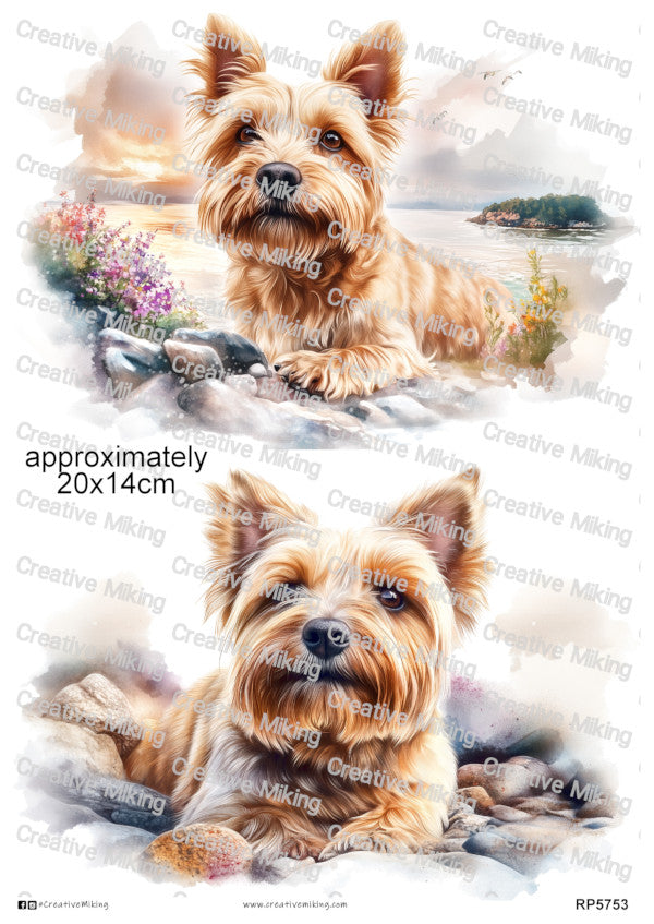 Norfolk Terrier