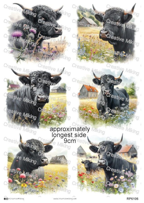 Dexter Cow