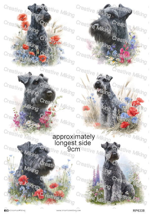Kerry Blue Terrier