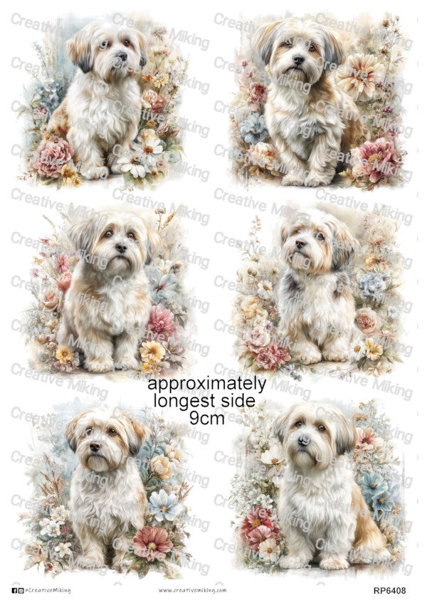 Lhasa Apso