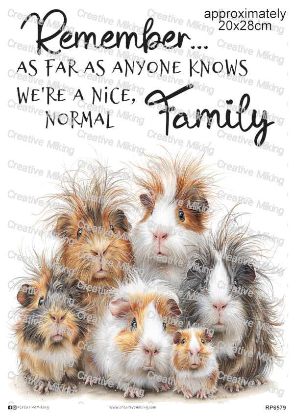 Guinea Pigs Collection