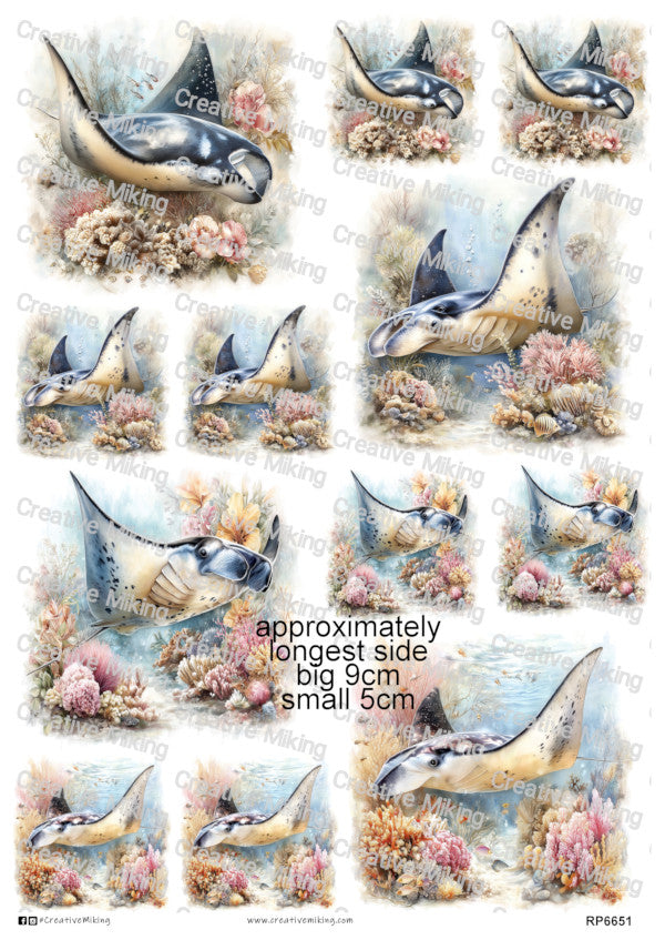 Manta Ray