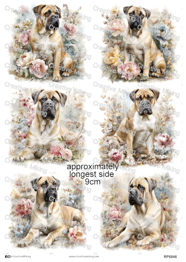 Bullmastiff