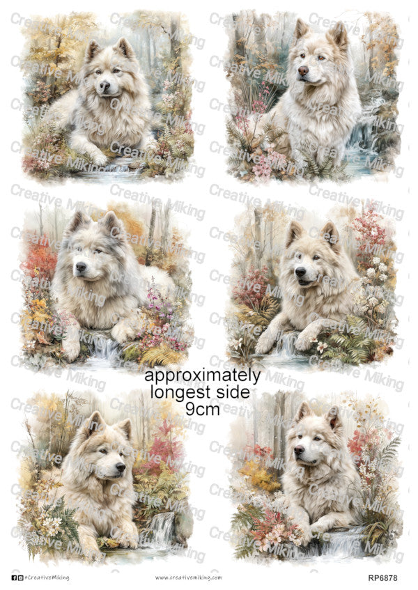 Samoyed
