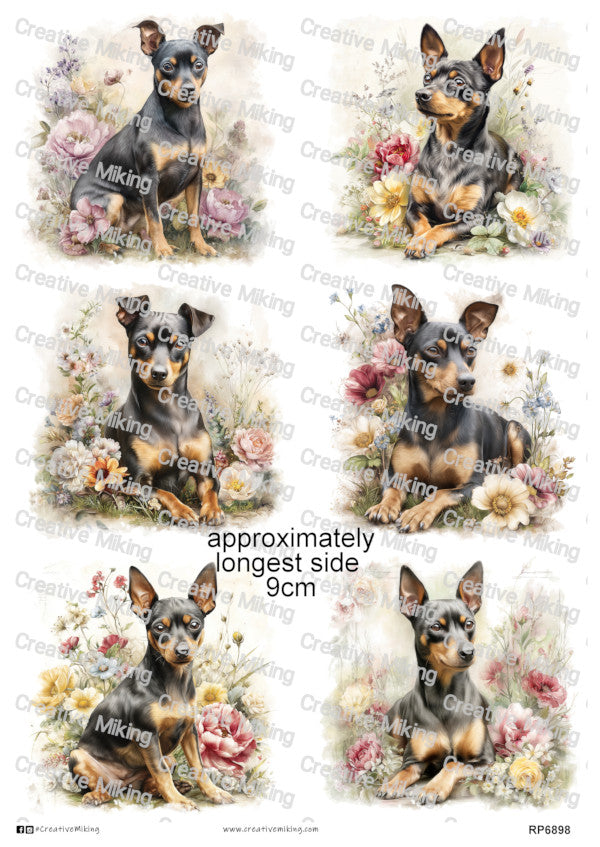 Miniature Pinscher