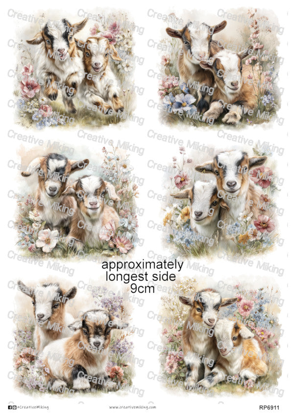 Pygmy Goat