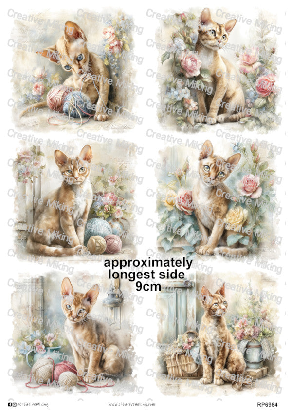 Devon Rex