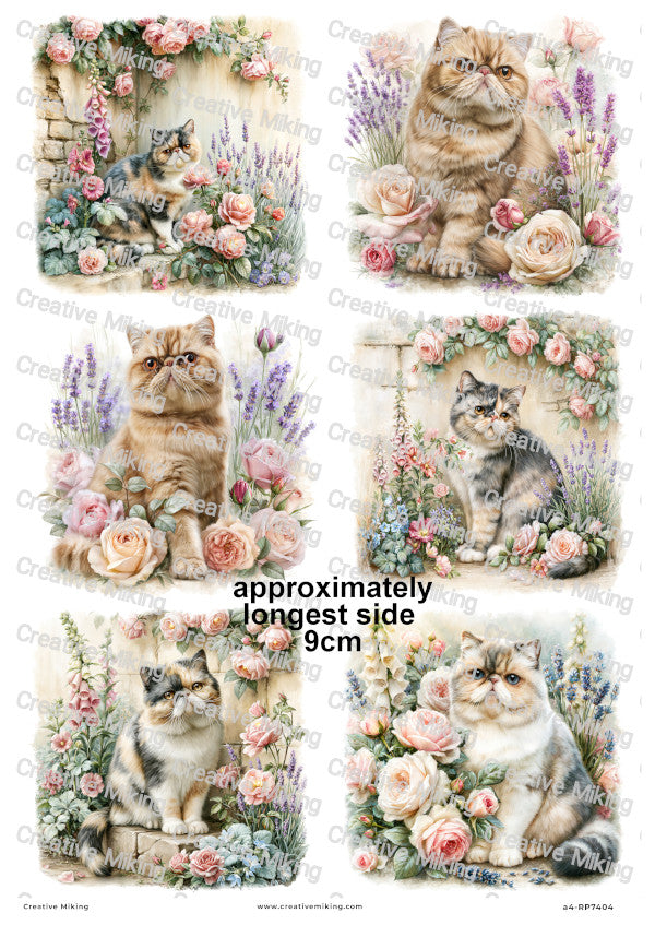 Exotic Shorthair Cat