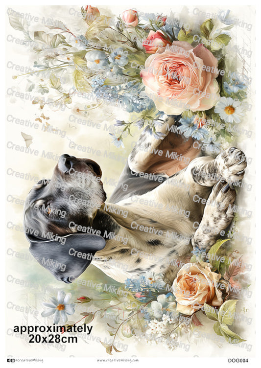 DOG004 - German Shorthaired Pointer