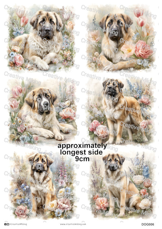 DOG006 - Caucasian Shepherd