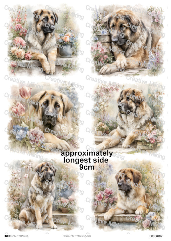 DOG007 - Caucasian Shepherd