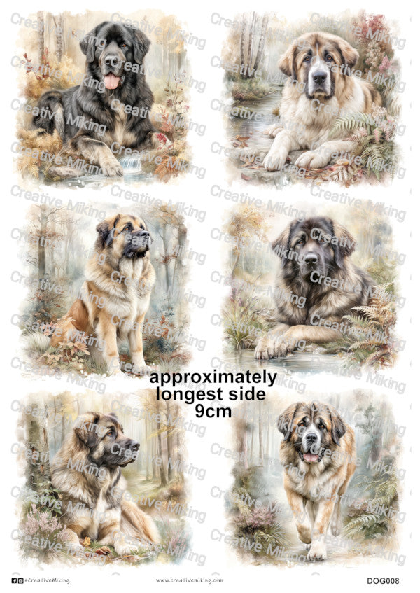 DOG008 - Caucasian Shepherd