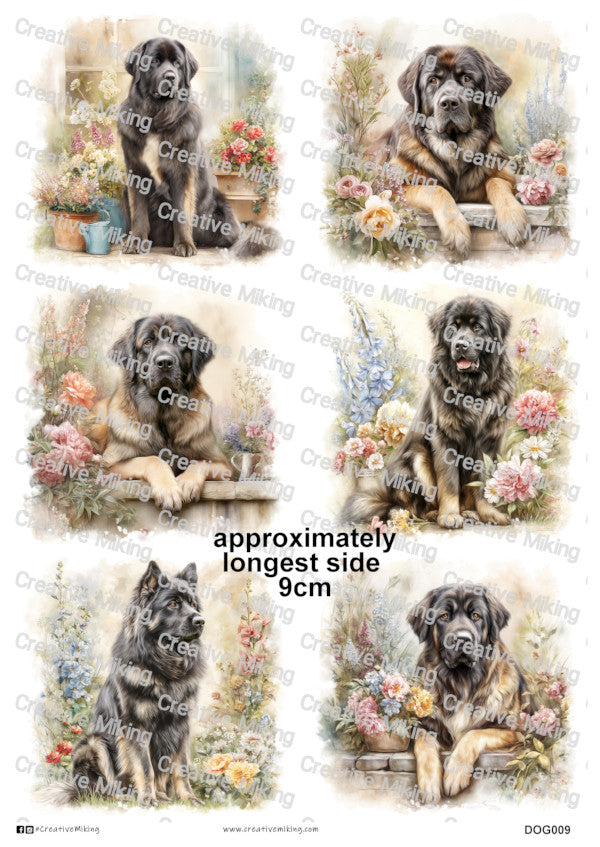 DOG009 - Caucasian Shepherd