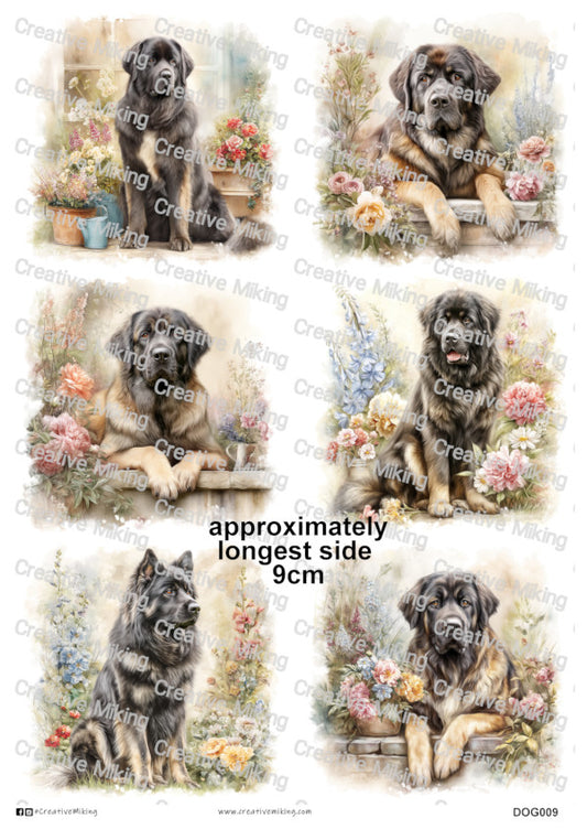 DOG009 - Caucasian Shepherd