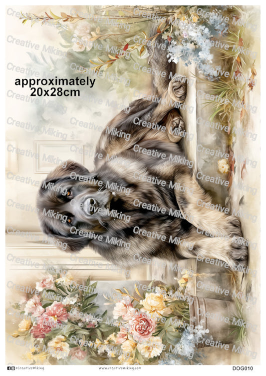 DOG010 - Caucasian Shepherd