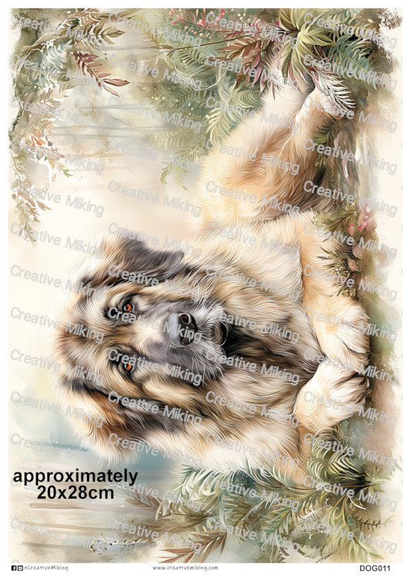 DOG011 - Caucasian Shepherd