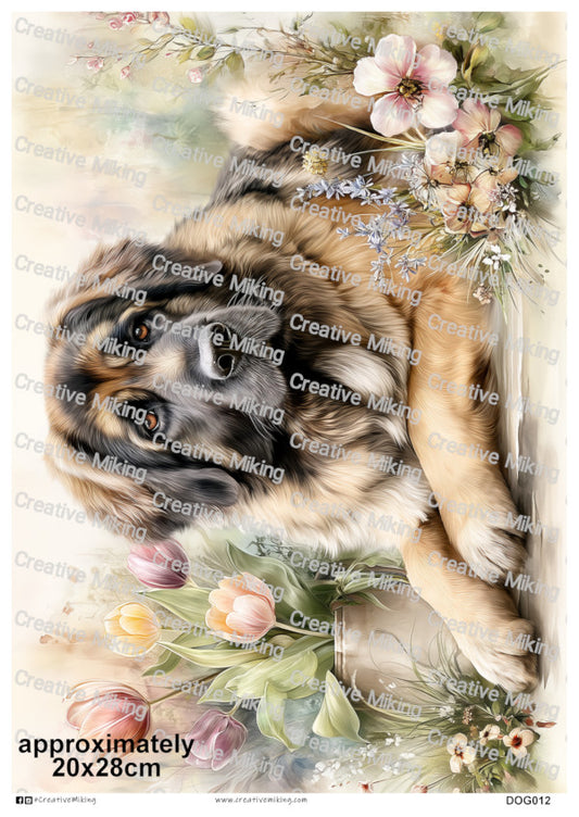 DOG012 - Caucasian Shepherd