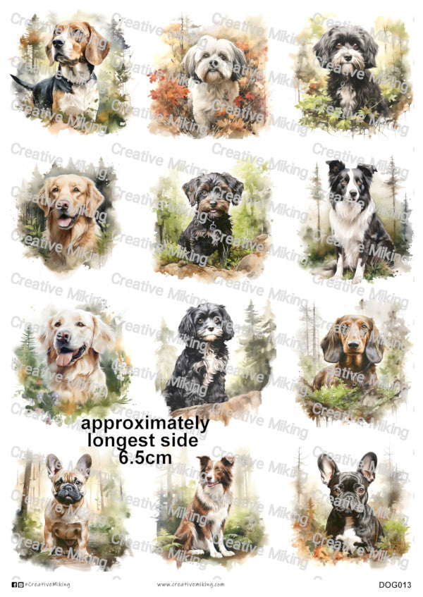 DOG013 - Mixed Breed Dogs