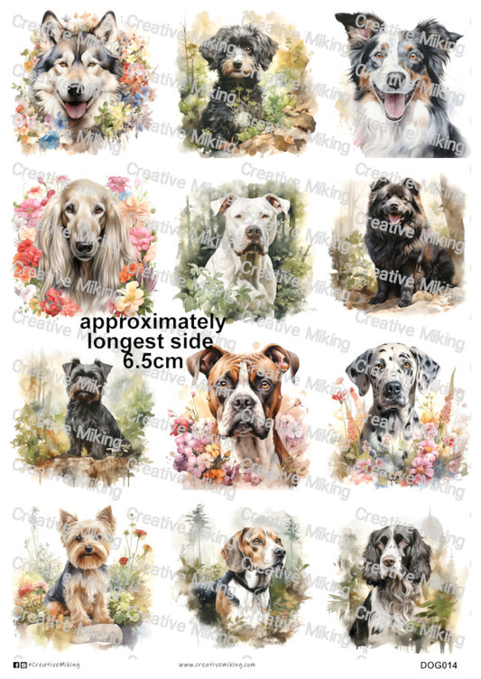 DOG014 - Mixed Breed Dogs