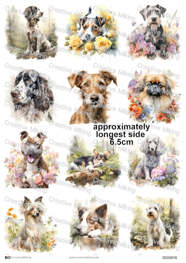 DOG015 - Mixed Breed Dogs