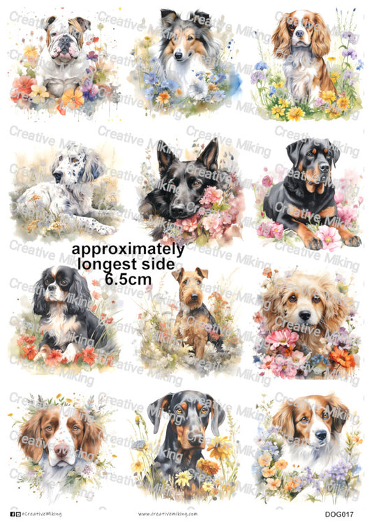 DOG017 - Mixed Breed Dogs