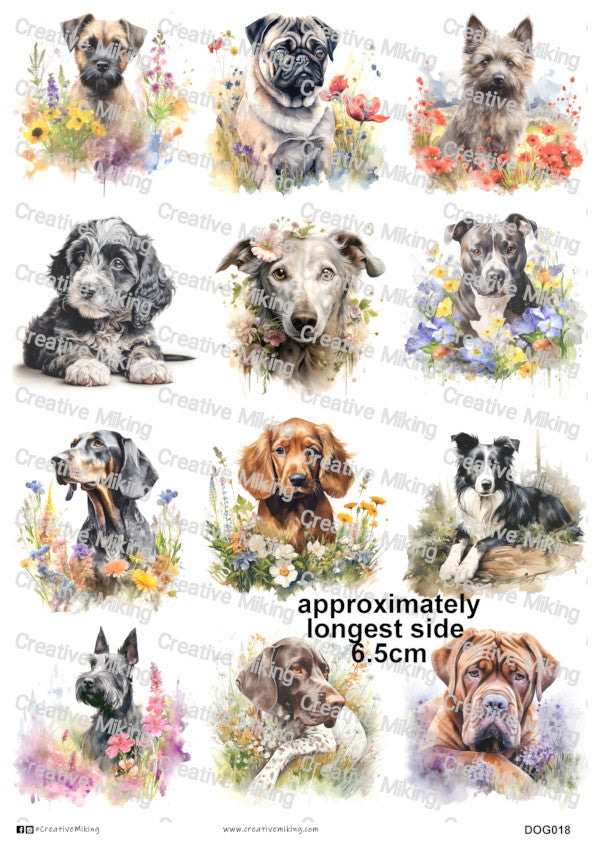 DOG018 - Mixed Breed Dogs