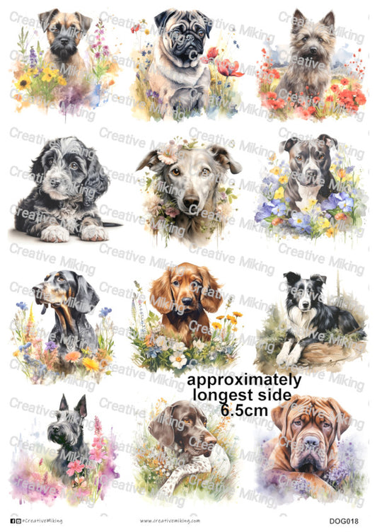 DOG018 - Mixed Breed Dogs