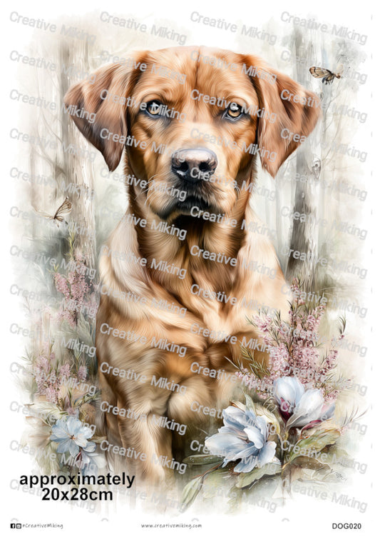 DOG020 - Fox Red Labrador