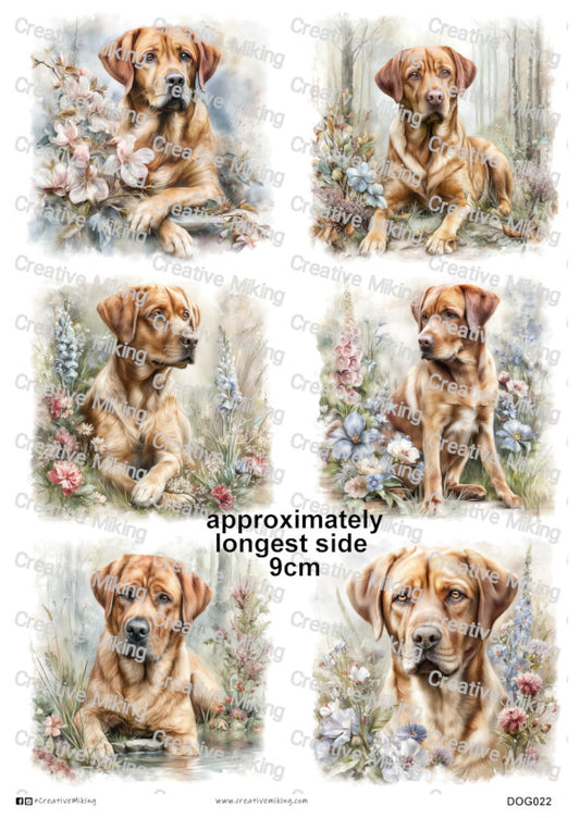 DOG022 - Fox Red Labrador