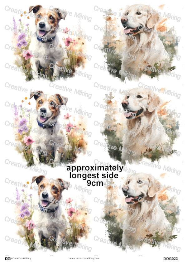 DOG023 - Mixed Breed Dogs