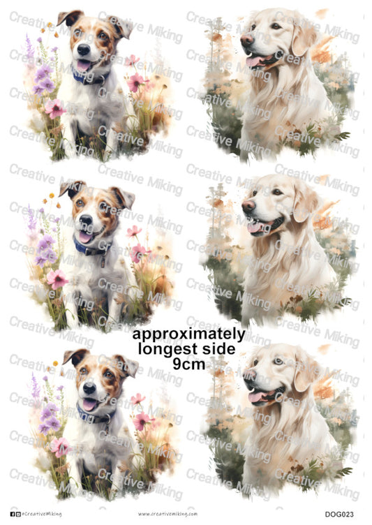 DOG023 - Mixed Breed Dogs