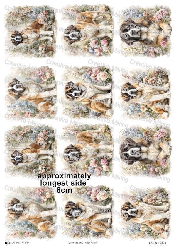 DOG029 - Saint Bernard