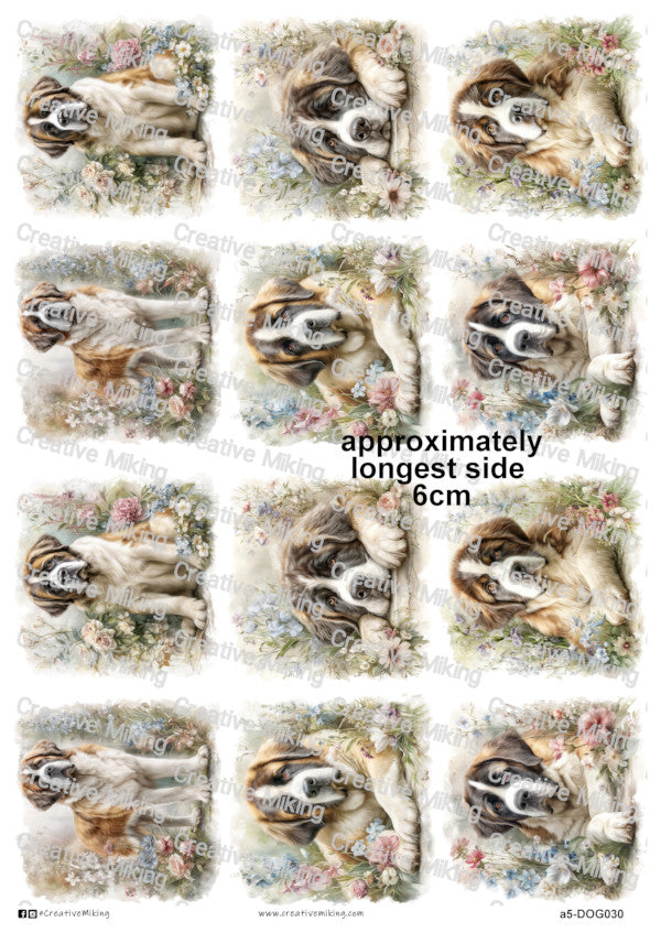 DOG030 - Saint Bernard