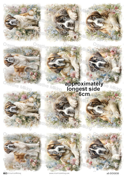 DOG030 - Saint Bernard