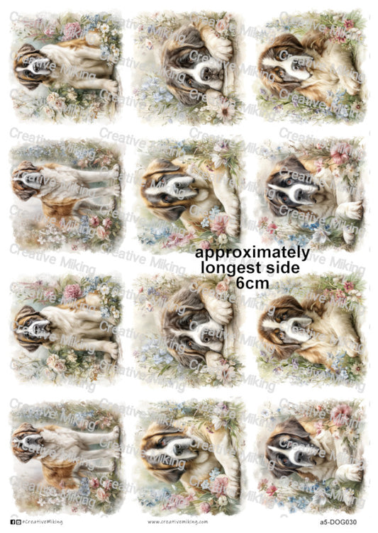 DOG030 - Saint Bernard