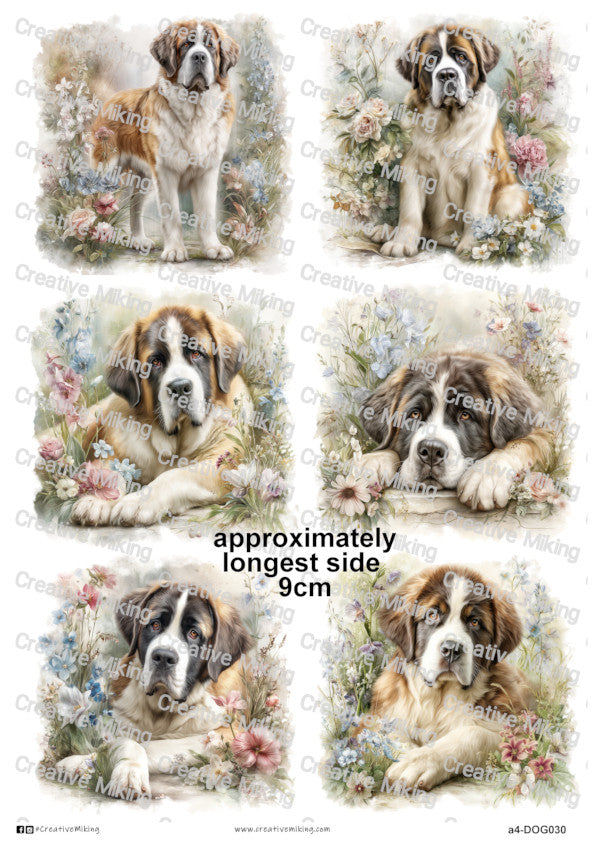 DOG030 - Saint Bernard