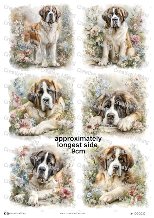 DOG030 - Saint Bernard